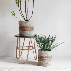 Mand Carvoeiro Zeegras