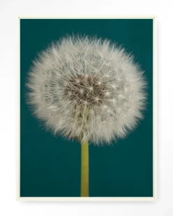 Wandkleed Pluizige Paardenbloem in maat en frame naar keuze