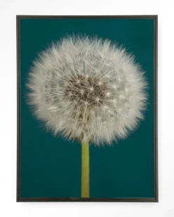 Wandkleed Pluizige Paardenbloem in maat en frame naar keuze