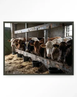 Wandkleed The Cow Barn in maat en frame naar keuze